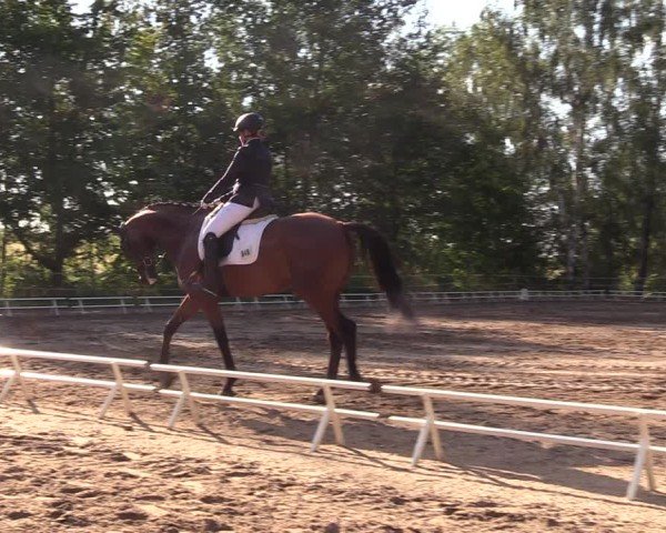 Reitturnier Lgl.-Oberhain, B95 2024