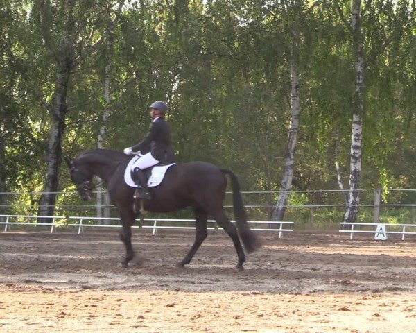 Reitturnier Lgl.-Oberhain, B95 2024