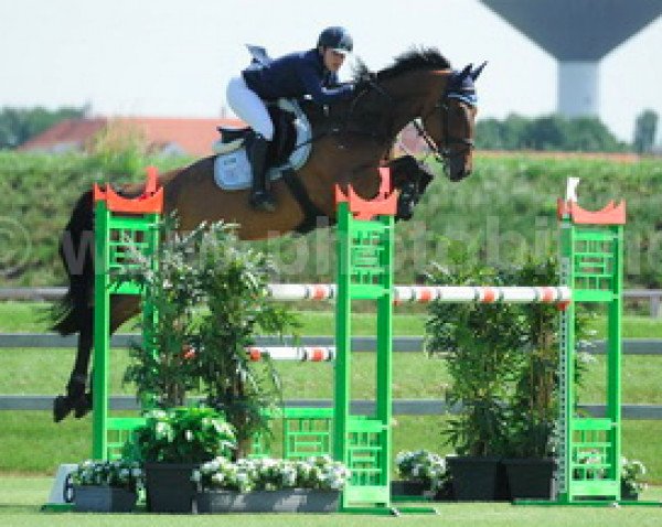 broodmare Amadu (KWPN (Royal Dutch Sporthorse), 1990, from Anmarsch) broodmare Amadu (KWPN (Royal Dutch Sporthorse), 1990, from Anmarsch)