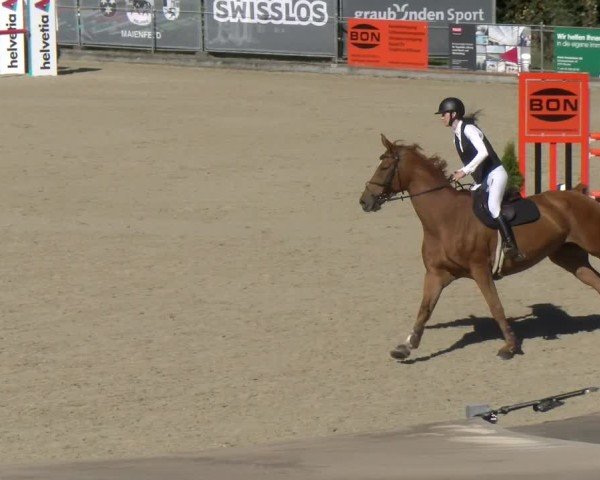 Reitturnier Maienfeld 2024