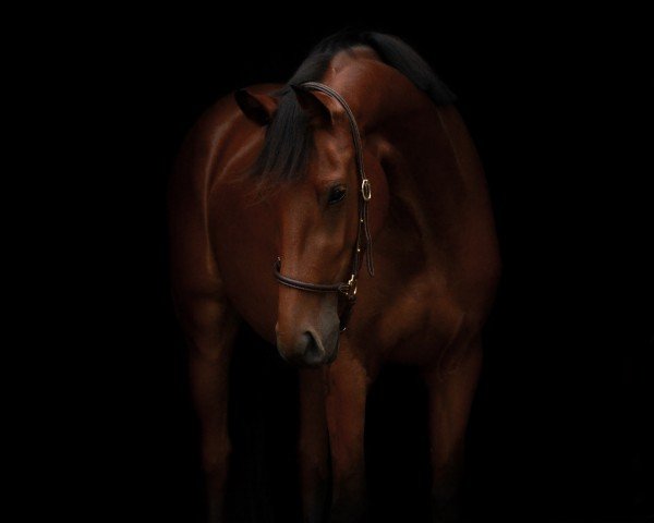 Pferd Charlotte (Westfale, 2021, von Casallco)