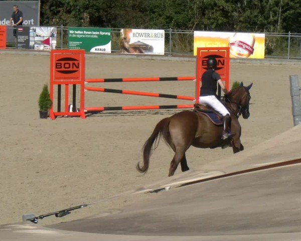 Reitturnier Maienfeld 2024