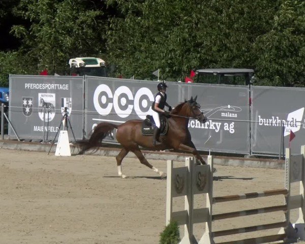 Reitturnier Maienfeld 2024