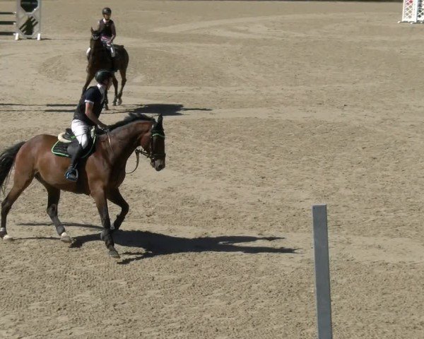 Reitturnier Maienfeld 2024