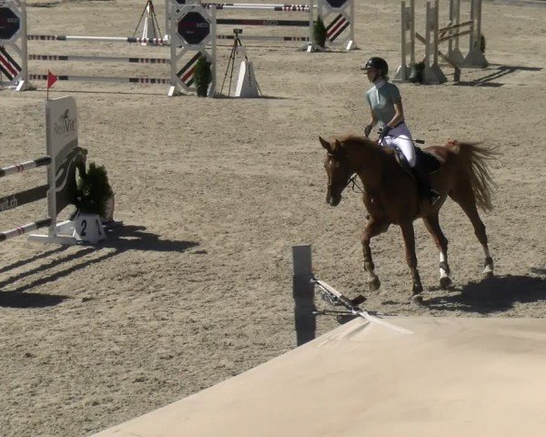 Reitturnier Maienfeld 2024