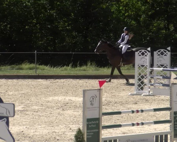 Reitturnier Maienfeld 2024
