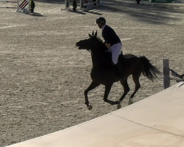 Reitturnier Maienfeld 2024