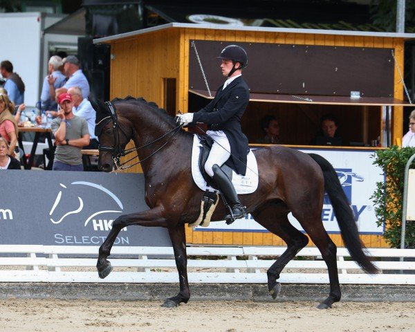 dressage horse Florado M (Westphalian, 2017, from Franziskus FRH)