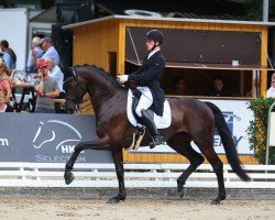 dressage horse Florado M (Westphalian, 2017, from Franziskus FRH)