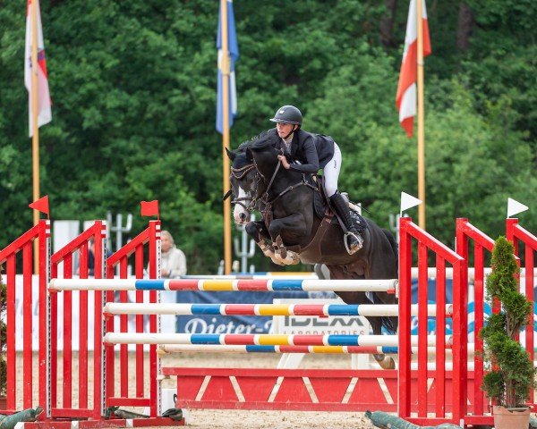 Deckhengst Magic's Boy St (Deutsches Reitpony, 2012, von Magic Cornflakes)