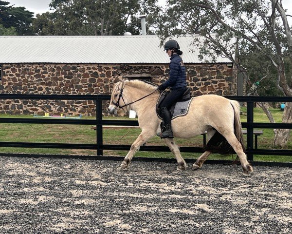 broodmare Saga Skellerød (Fjord Horse, 2019, from Tronn Fjording)