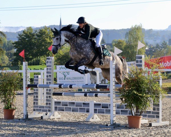 Springpferd Pms Chica CH (Schweizer Warmblut, 2019, von Coupe de Coeur 2)