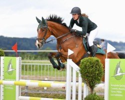 Springpferd Vivace CH (Schweizer Warmblut, 2013)