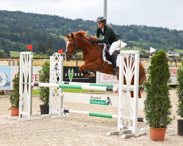 Springpferd Don Camillo RH (Deutsches Reitpony, 2014, von Dimension AT NRW)