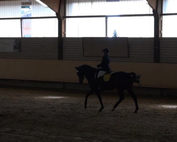 Reitturnier Soest-Ostönnen 2013