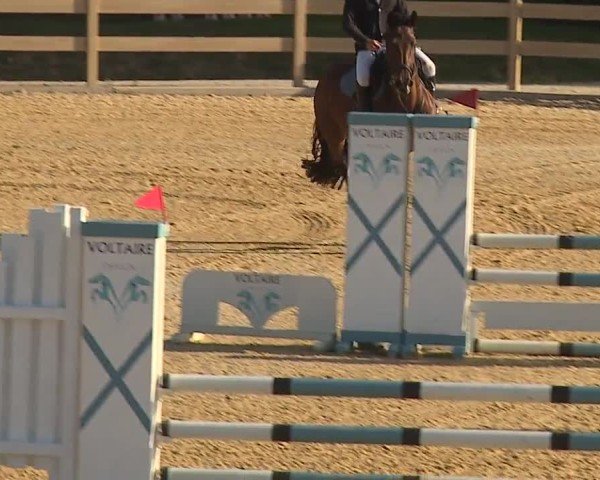 Reitturnier Tiefenhof/Opf. 2024