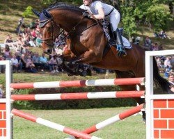 jumper Columbo 45 (Hanoverian, 2004, from Cranach)