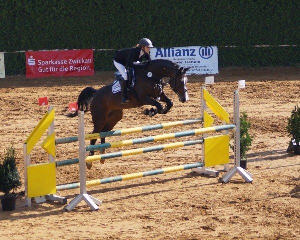 Springpferd Loretta (Deutsches Sportpferd, 2009, von Contract)