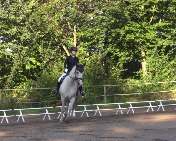 Reitturnier Lgl.-Oberhain, B95 2024