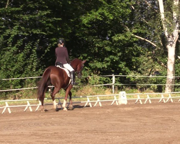 Reitturnier Lgl.-Oberhain, B95 2024