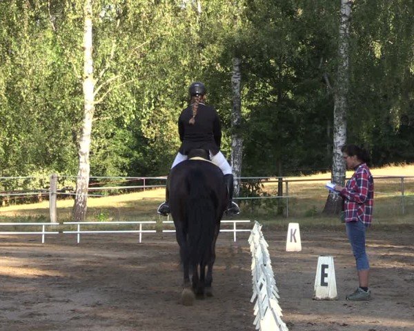 Reitturnier Lgl.-Oberhain, B95 2024