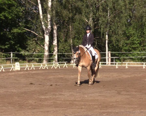 Reitturnier Lgl.-Oberhain, B95 2024