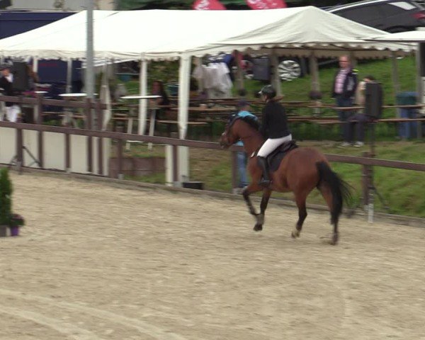Reitturnier Leichlingen-Witzhelden 2024