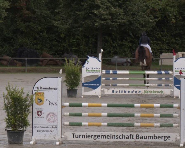 Reitturnier Appelhülsen 2024