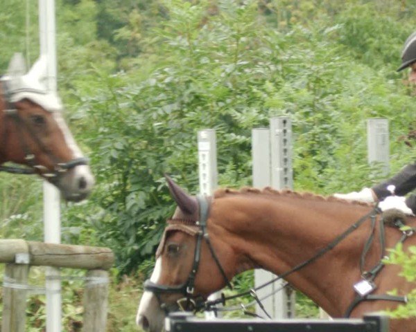 Reitturnier Leonberg 2024