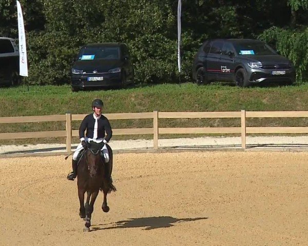 Reitturnier Tiefenhof/Opf. 2024