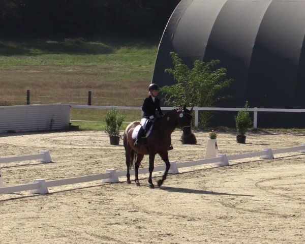 Reitturnier Bad Schmiedeberg 2024