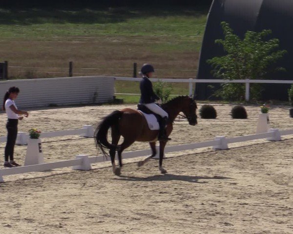 Reitturnier Bad Schmiedeberg 2024