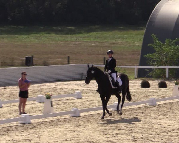 Reitturnier Bad Schmiedeberg 2024