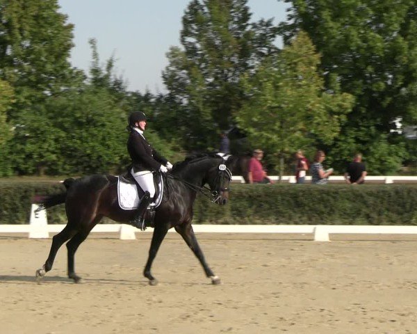 Reitturnier Westeregeln 2024