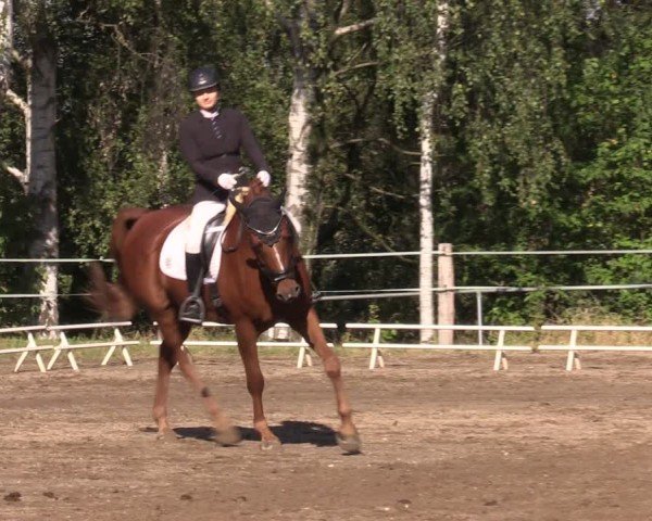 Reitturnier Lgl.-Oberhain, B95 2024