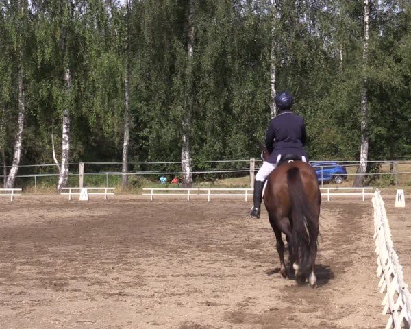 Reitturnier Lgl.-Oberhain, B95 2024