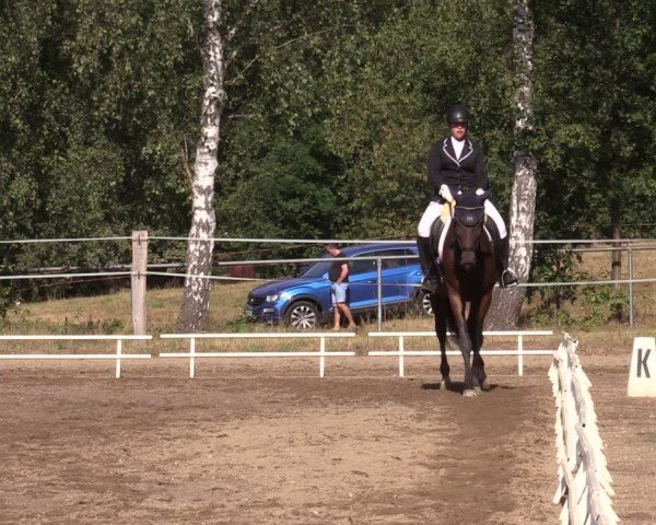 Reitturnier Lgl.-Oberhain, B95 2024