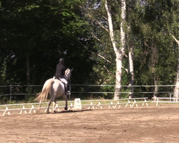 Reitturnier Lgl.-Oberhain, B95 2024