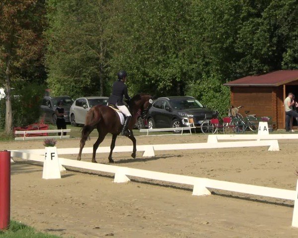 Reitturnier Westeregeln 2024
