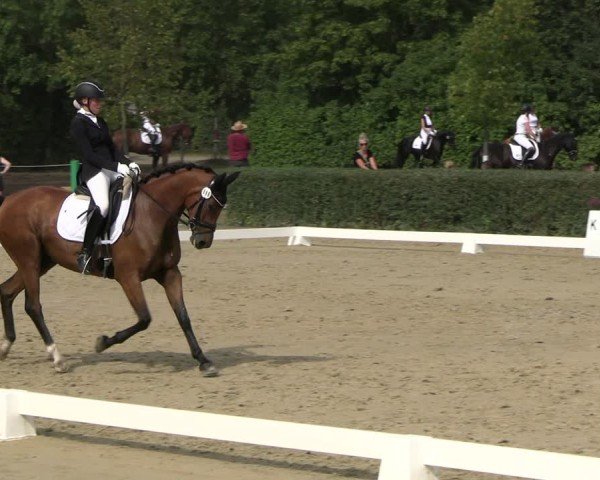 Reitturnier Westeregeln 2024