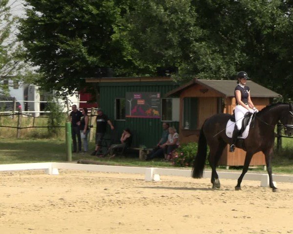 Reitturnier Westeregeln 2024
