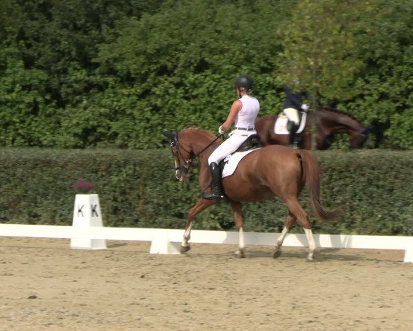 Reitturnier Westeregeln 2024