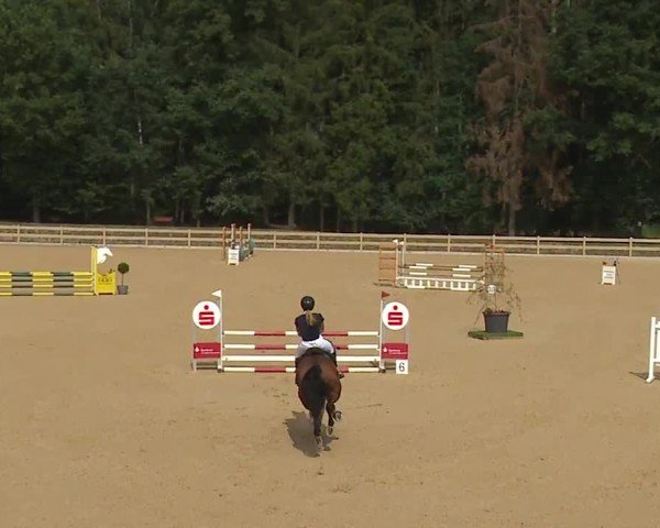 Reitturnier Tiefenhof/Opf. 2024