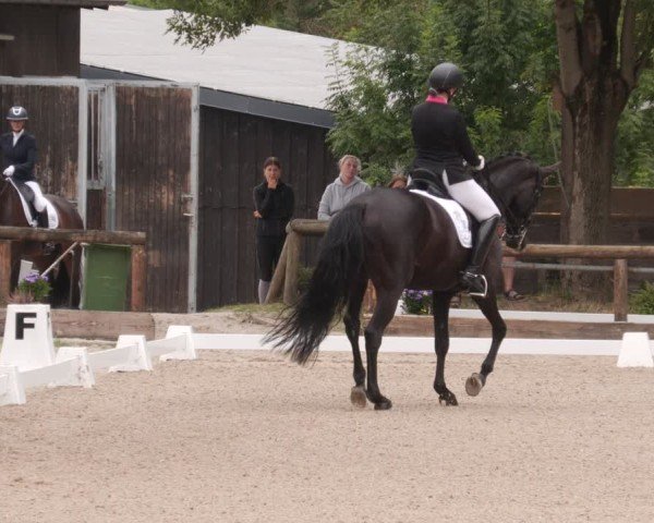 Reitturnier Leonberg 2024