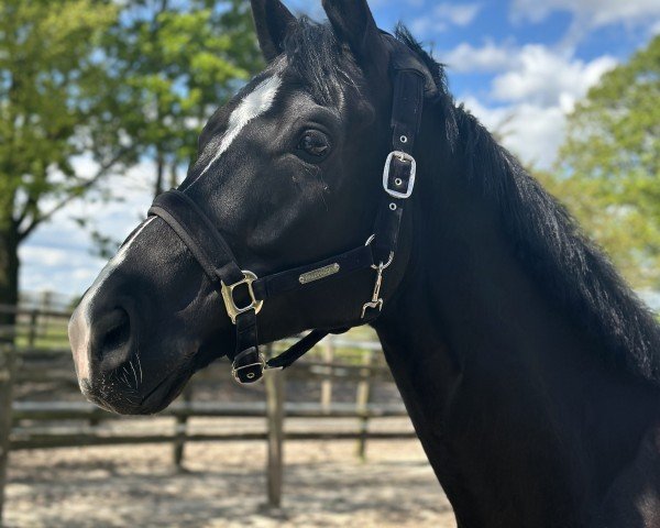 Pferd Quickstep 82 (Dänisches Warmblut, 2018)