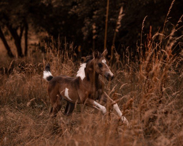 Zuchtstute Sonatics Caylanée (Deutsches Reitpony, 2024, von Cassini)