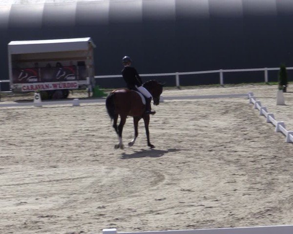 Reitturnier Bad Schmiedeberg 2024