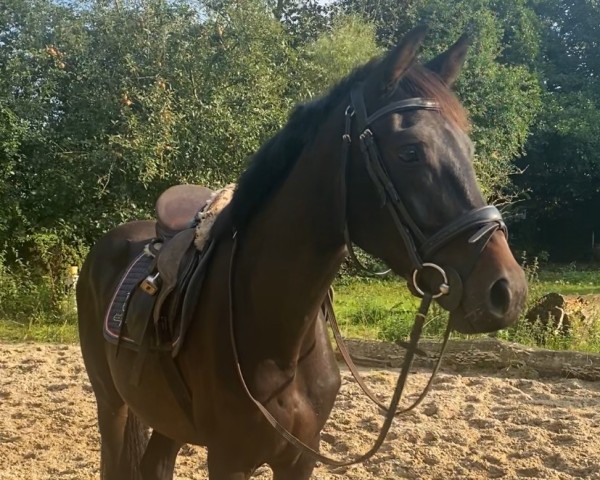 horse Cuveé Gold (Holsteiner, 2021, from Chezarro)
