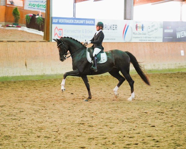 dressage horse Liviana 7 (Hanoverian, 2016, from Livaldon) dressage horse Liviana 7 (Hanoverian, 2016, from Livaldon)