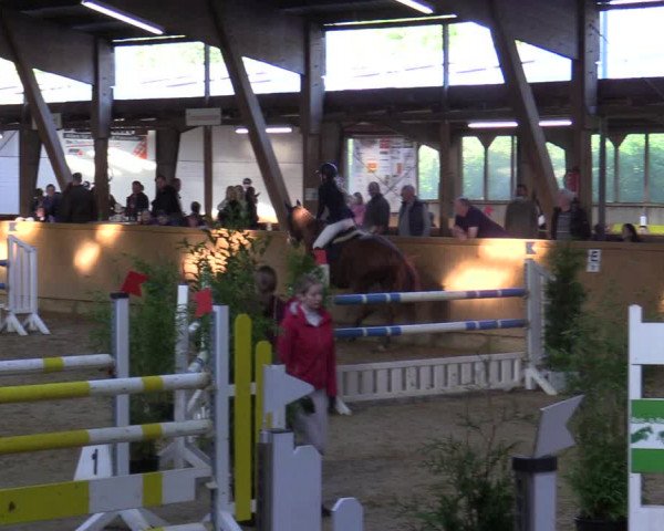 Reitturnier Steinheim 2021
